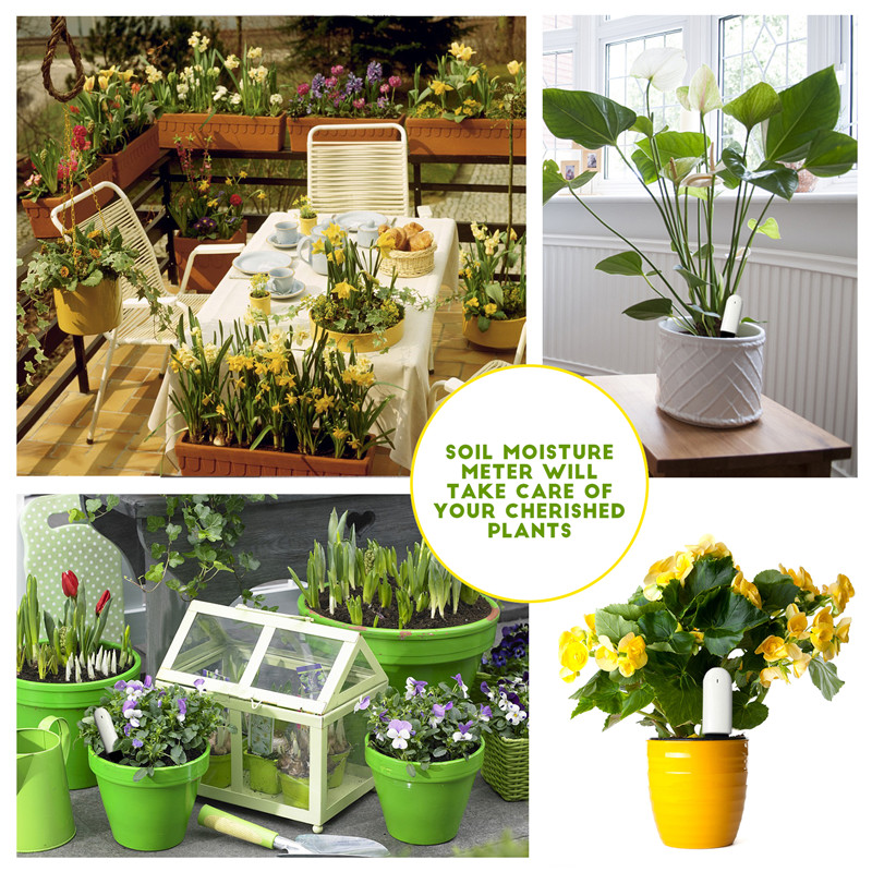 HHCC Xiaomi Flower Care Smart  - Plant Parent App recensie en prijs